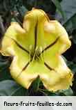 Fleurs de solandra maxima