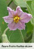 Fleurs de solanum melongena