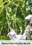 Fleurs-Fruits-Feuilles de solanum wendiandii