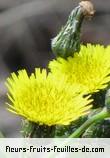 Fleurs de sonchus asper