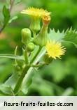 Fleurs-Fruits-Feuilles de sonchus oleraceus