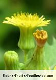 Fleurs de sonchus oleraceus