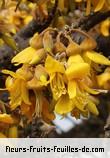 Fleurs-Fruits-Feuilles de sophora denudata