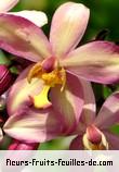 Fleurs-Fruits-Feuilles de spathoglottis duranii