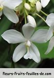 Fleurs-Fruits-Feuilles de spathoglottis plicata_snow_angel