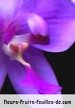 Feuilles de spathoglottis species