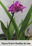 Fleurs-Fruits-Feuilles de spathoglottis unguiculata