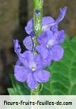 Fleurs-Fruits-Feuilles de stachytarpheta urticifolia