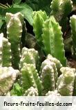 Feuilles de stapelia species