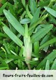 Feuilles de stenotaphrum dimidiatum