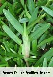 Fleurs-Fruits-Feuilles de stenotaphrum dimidiatum