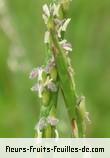 Fleurs de stenotaphrum dimidiatum