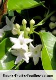 Fleurs-Fruits-Feuilles de stephanotis species