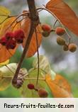 Fleurs-Fruits-Feuilles de sterculia ceramica