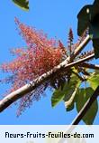 Fleurs de sterculia ceramica