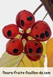 Fruit de sterculia ceramica