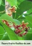 Fleurs de sterculia foetida