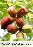 Fruit de sterculia foetida