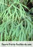 Feuilles de sticherus flagellaris