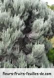 Fleurs-Fruits-Feuilles de stoebe passerinoides