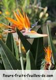 Fleurs de strelitzia reginae
