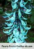 Fleurs de strongylodon macrobotrys