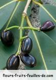 Fruit de syzygium cumini