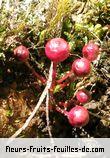Fleurs de syzygium cymosum