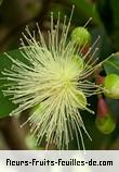 Fleurs-Fruits-Feuilles de syzygium jambos