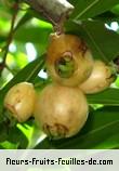 Fruit de syzygium jambos
