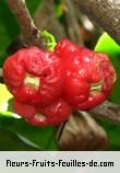Fruit de syzygium samarangense
