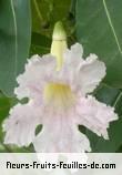 Fleurs-Fruits-Feuilles de tabebuia rosea