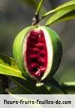 Fleurs-Fruits-Feuilles de tabernaemontana persicariifolia