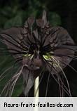 Fleurs de tacca chantrieri