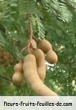 Fruit de tamarindus indica