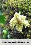 Fleurs-Fruits-Feuilles de tambourissa elliptica