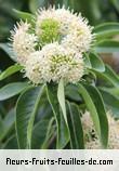 Fleurs-Fruits-Feuilles de tarenna borbonica