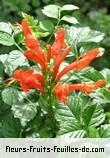 Fleurs-Fruits-Feuilles de tecoma capensis