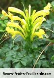 Fleurs-Fruits-Feuilles de tecomaria capensis_aurea