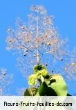 Fleurs-Fruits-Feuilles de tectona grandis