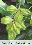fruits de terminalia arjuna