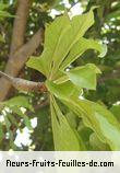 Feuilles de terminalia bentzoe