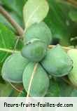 Fruit de terminalia cattapa