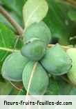 Fleurs-Fruits-Feuilles de terminalia cattapa