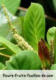 Fleurs de terminalia cattapa