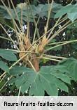 Fleurs-Fruits-Feuilles de tetrapanax papyrifer