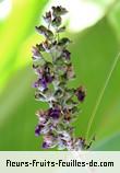 Fleurs-Fruits-Feuilles de thalia dealbata