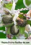 Fruit de thalia dealbata