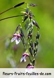 Fleurs-Fruits-Feuilles de thalia geniculata