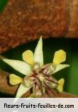 Fleurs de theobroma cacao